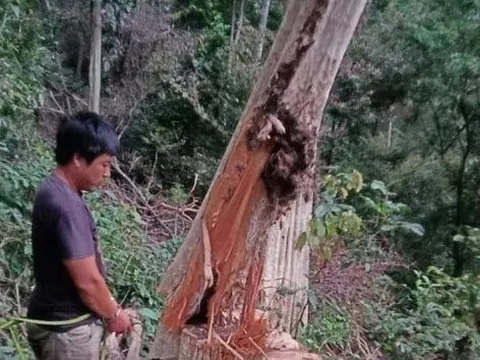 Gia Lai: Bắt quả tang 3 đối tượng khai thác gỗ trái phép