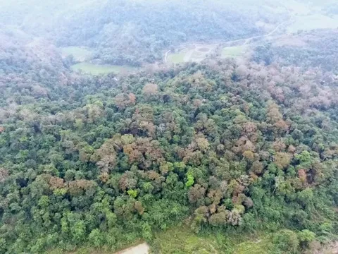 Khám phá "báu vật" giữa đại ngàn biên viễn, dân bản phải lập tổ canh gác