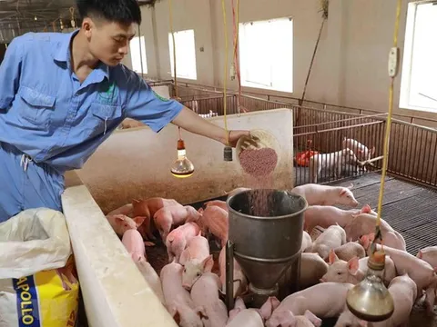 Giá thức ăn chăn nuôi tăng 13 lần: Quên 'mỏ vàng' trong nước