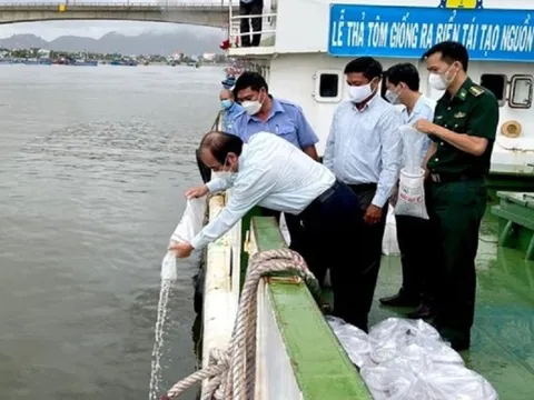 Phú Yên: Thả 1 triệu con tôm giống ra biển, tái tạo nguồn lợi thủy sản