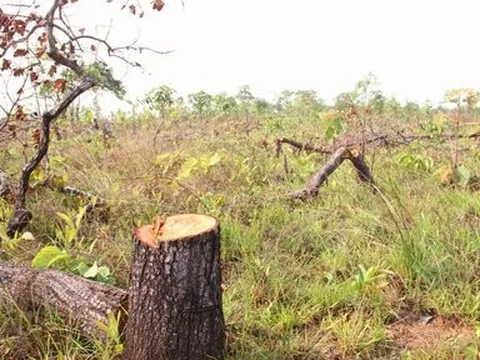 Khởi tố vụ án phá gần 400ha rừng ở Đắk Lắk
