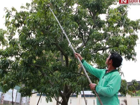 Khánh Hòa: Vụ xoài Úc đìu hiu vì giá rớt thê thảm
