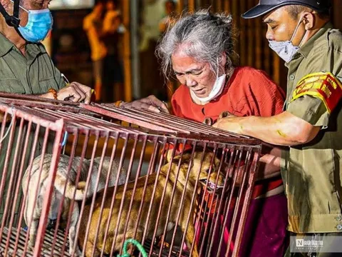 Hà Nội: Thả chó ra đường, chủ nhân ngậm ngùi nộp phạt 1,5 triệu đồng