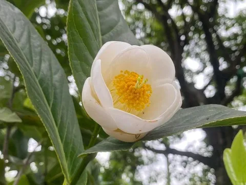 Sự thật "cơn sốt" bạch hải đường được săn mua như vàng ròng, rao bán tiền tỷ một cây