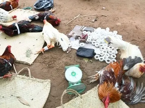 Bắt quả tang 44 con bạc đá gà ăn tiền, thu giữ gần nửa tỷ đồng