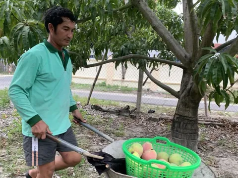 Xoài Úc rớt giá, dân không muốn thu hái