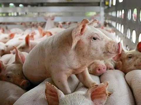 Giá lợn hơi tăng đồng loạt, tiến sát mốc 60.000 đồng/kg