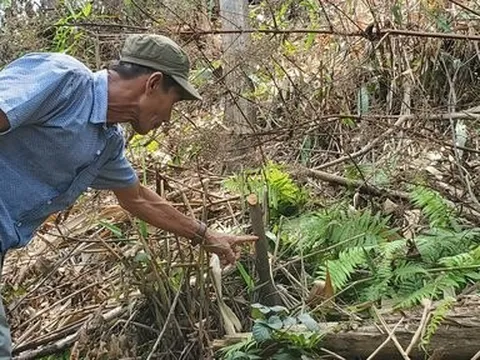Chặt cây bản địa trái phép trong rừng trồng phòng hộ ở Thừa Thiên-Huế