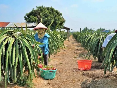 Tiền Giang, Long An: Tìm giải pháp khi nông dân phá bỏ cây thanh long