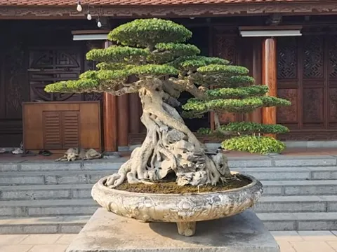 Một thanh niên trẻ bỏ 35 tỷ mua cây sanh cổ, dân mạng thốt lên "giá trị thật ở chỗ nào"?