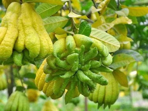 Loại quả trưng bàn thờ sau đó thường bỏ đi, ai ngờ là thuốc quý bổ gan, phổi, dạ dày