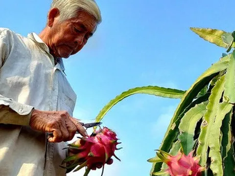 Người trồng thanh long càng làm càng lỗ