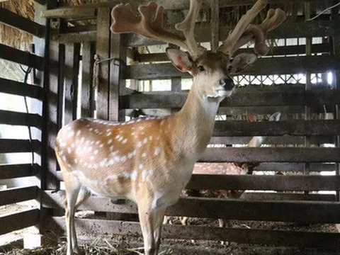 Cận cảnh cặp nhung hươu ‘khủng’ 15 nhánh, giá hơn 60 triệu đồng