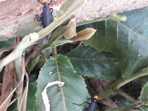 Ăn côn trùng lạ, 1 người tử vong, 2 người phải nhập viện