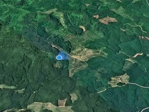 Thông tin bất ngờ vụ chặt hạ cây bản địa trong rừng phòng hộ ở Huế