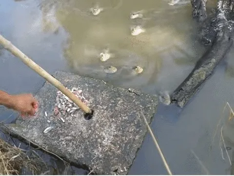 Loài cá tinh quái biết leo cây, làm nhiều "trò khỉ" lạ lùng nhất miền Tây