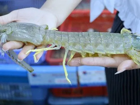 Loại tôm "siêu to khổng lồ", đắt hơn cả tôm hùm nhập khẩu, nhà giàu đua nhau săn lùng