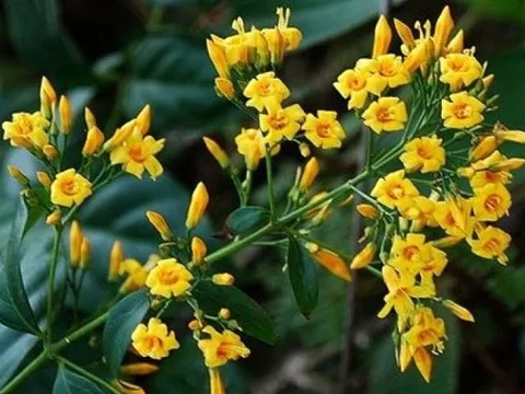 Thấy gần nơi làm việc nhiều rau rừng, nhóm người hái về ăn mà không biết có lẫn lá ngón