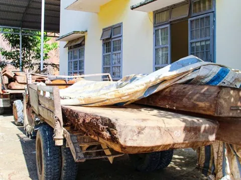 Lâm Đồng: Bắt quả tang 2 đối tượng vận chuyển 3,168m3 gỗ trái phép