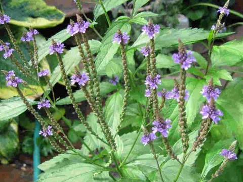 Loại cỏ mọc đầy ven đường, là vị thuốc quý ngừa ung thư, bảo vệ não: Ít người biết để dùng