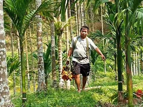 Trồng vườn cau bán từ mo đến quả, một gia đình thu tiền tỷ mỗi năm
