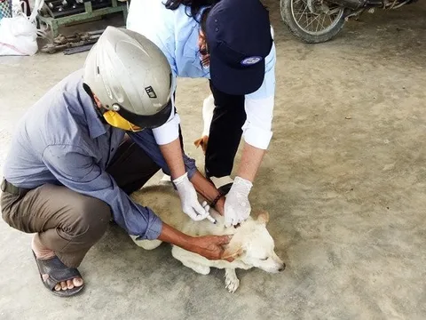 Khánh Hòa: Tiêm vắc-xin dại cho trên 75% tổng đàn chó, mèo nuôi