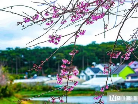 Lâm Đồng: Cảnh báo thủ đoạn lừa đảo đặt phòng khách sạn dịp lễ 30/4, 1/5