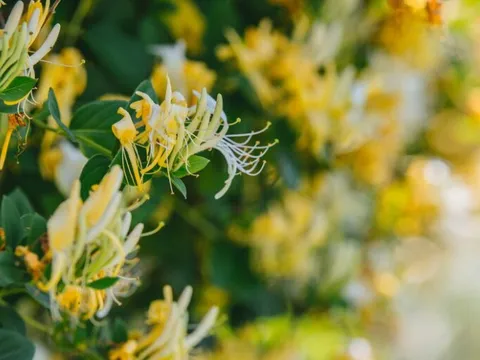 Loại hoa thơm ngát, điều hòa đường huyết, kháng khuẩn cực hay: Nhiều nhà chỉ để làm cảnh