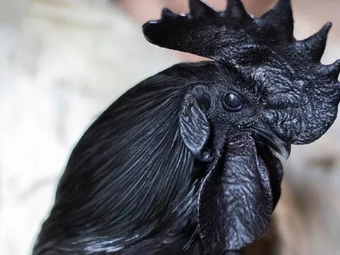 11 món ăn đắt xắt ra miếng: Chỉ dành cho thượng lưu, có món giá tương đương chiếc ô tô