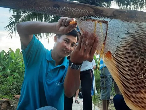 "Tổ ong lớn nhất Việt Nam" chứa khoảng bao nhiêu lít mật?