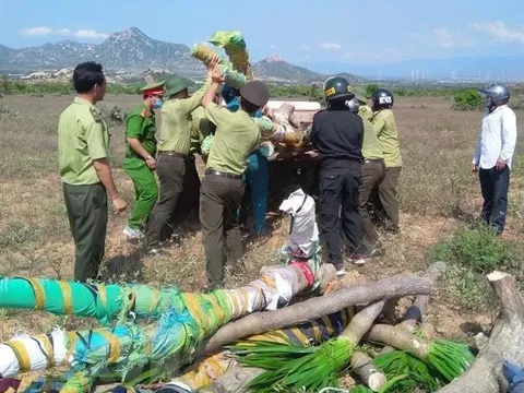 Khởi tố nhóm lâm tặc đánh nhân viên bảo vệ rừng nhập viện