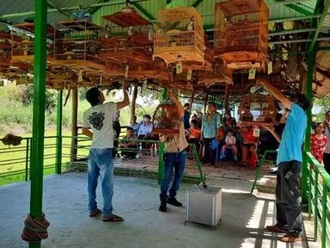 Cà Mau: Hội thi chim chào mào hót chào mừng ngày giải phóng miền Nam