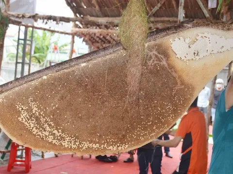Cận cảnh tổ ong mật xác lập kỷ lục lớn nhất Việt Nam