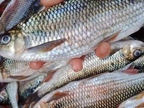 Loài cá của hiếm, cực ngon ở vùng rừng núi: Xưa rẻ, nay thành đặc sản tới 300.000 đồng/kg