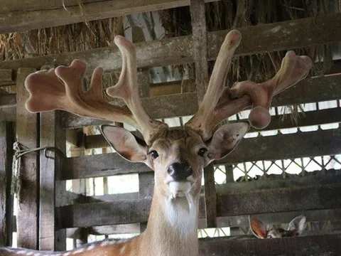 Người dân chen chúc xem "hạ" cặp nhung hươu "khủng"