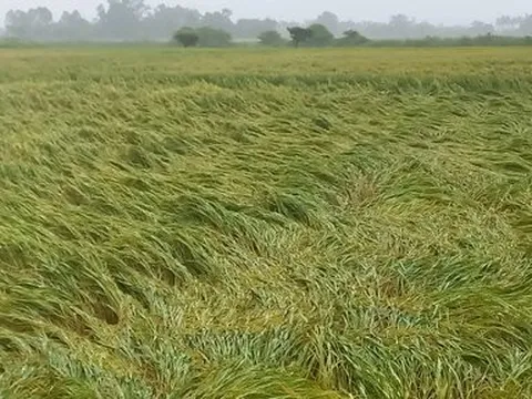Thừa Thiên-Huế: Mưa lớn bất thường, hàng nghìn ha lúa sắp thu hoạch bị đổ ngã