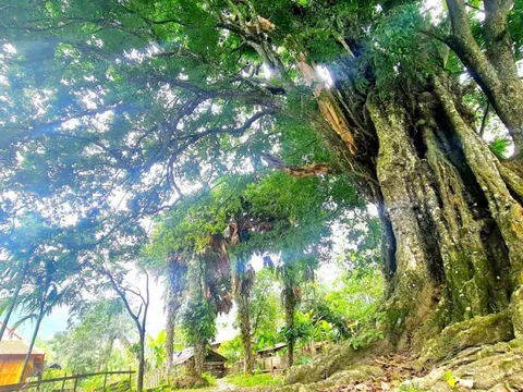 Ngắm "báu vật sống" linh thiêng hàng trăm năm tuổi của người dân miền núi xứ Nghệ