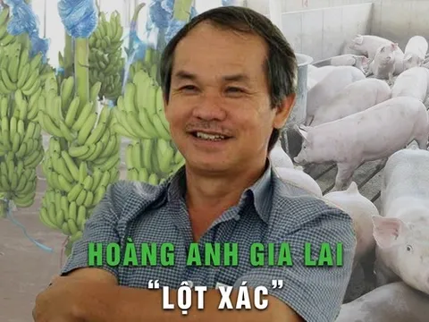 Hoàng Anh Gia Lai thời 'heo ăn chuối': Có lãi lớn nhất 3 năm, doanh thu gấp 3 lần cùng kỳ