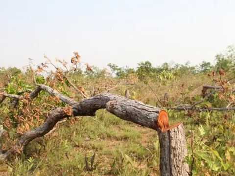 Công an thông tin về các vụ phá rừng ở Đắk Lắk