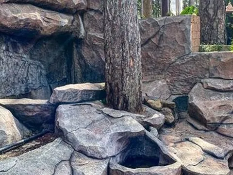 Lâm Đồng: Doanh nghiệp bị phạt 25 triệu đồng vì làm chết cây xanh