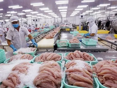 Giá cá tra nguyên liệu cao ở mức kỷ lục nhưng vẫn còn nhiều nỗi lo