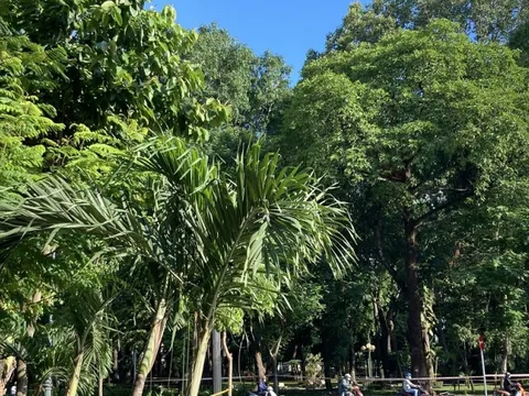 TPHCM cần trồng 100 triệu cây xanh để nâng cao chất lượng môi trường sống