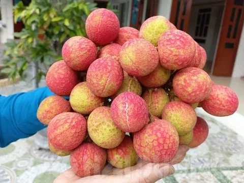 Kỷ lục: Vải Thanh Hà đầu vụ bán giá 180.000 đồng/kg