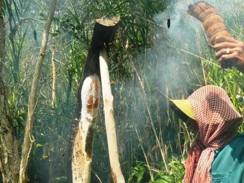 Về U Minh chiêm ngưỡng tổ ong, nồi lẩu mắm lớn nhất nước