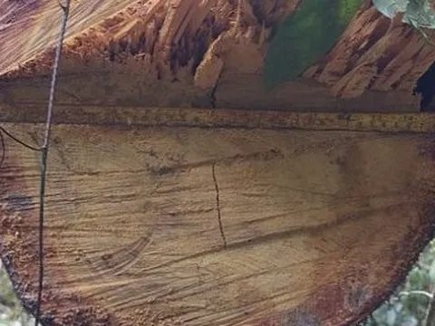 Gia Lai: Bắt quả tang nhóm “lâm tặc” khai thác trái phép 20m3 gỗ