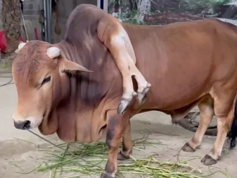Con bò kỳ lạ có 6 chân, khách trả giá hơn 5 tỷ nhưng chủ nhân quyết không bán