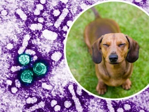 Viêm gan bí ẩn ở trẻ em có thể liên quan đến chó? Anh đang điều tra sát sao