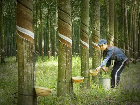 Quý 1 lãi đột biến, Cao su Phước Hòa (PHR) tiếp tục đề kế hoạch LNTT riêng gấp gần 5 lần trong quý 2/2022
