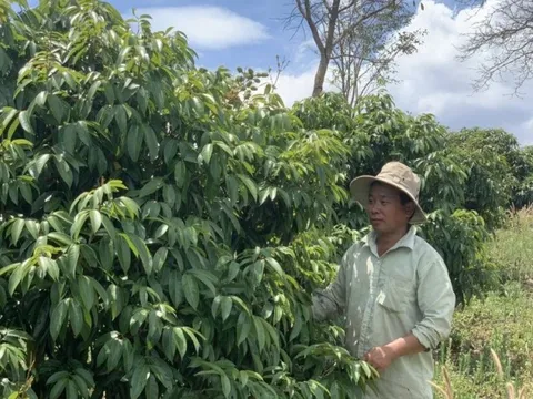 Trồng cây trồng đặc sản miền Bắc, người dân vươn lên thoát nghèo