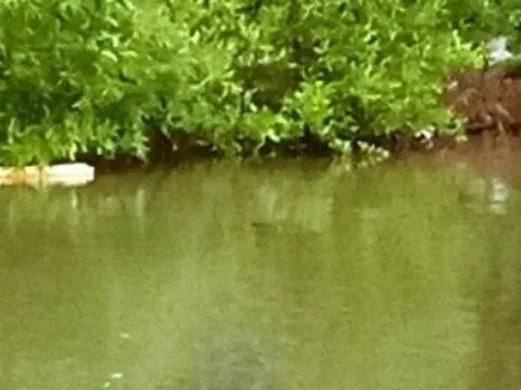 Tìm thấy thi thể bé gái 2 tuổi ngã xuống kênh xáng Cà Mau – Bạc Liêu